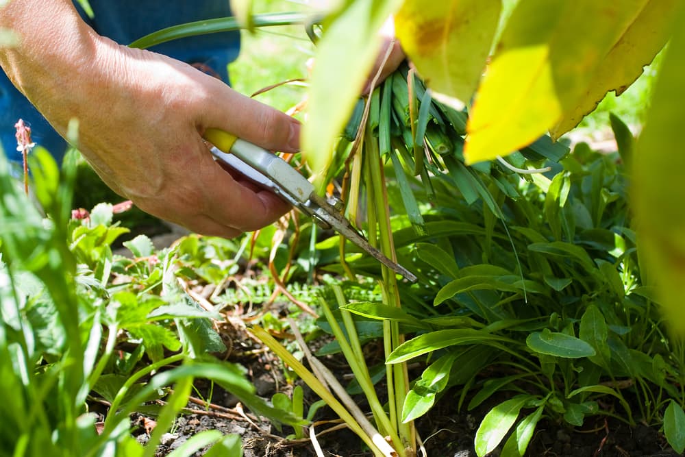 secateurs being used to take plant cuttings