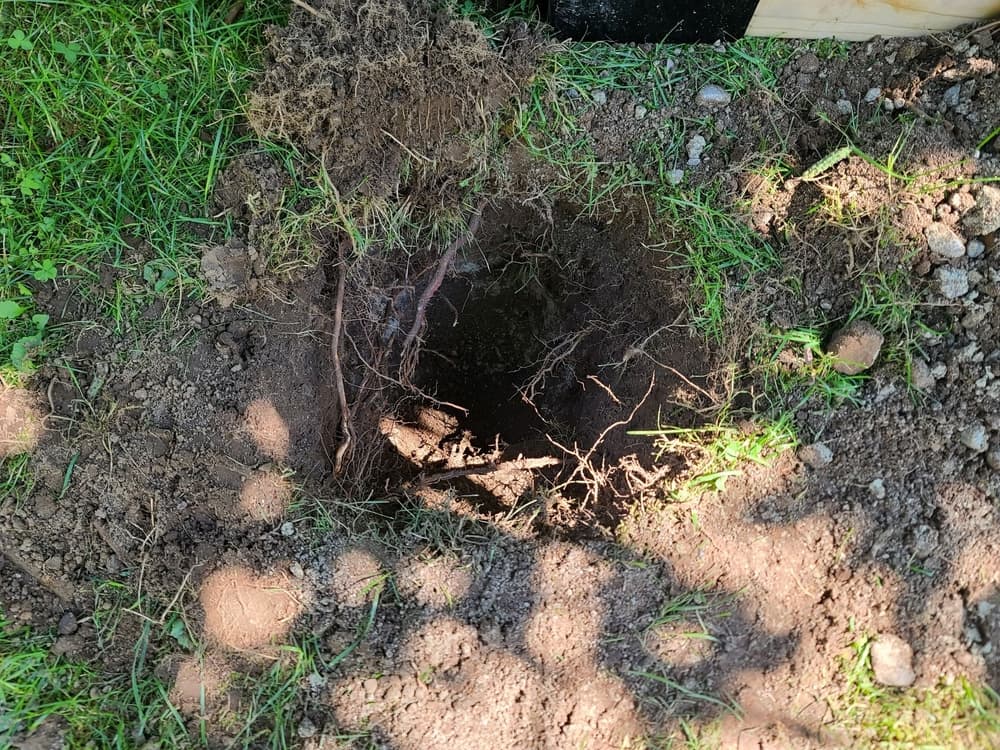 a prepared planting hole in a garden bed