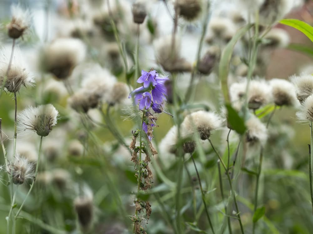 fading campanula starting to go to seed