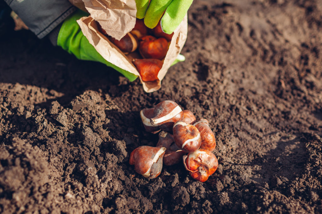 someone emptying out a bag of bulbs onto soil
