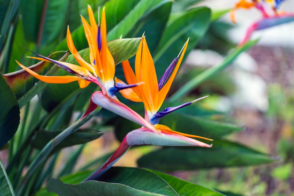 S. reginae flowers with colours of orange and purple