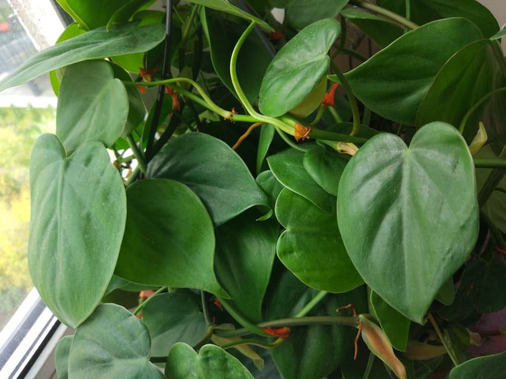 leafy Heartleaf philodendron growing on a windowsill
