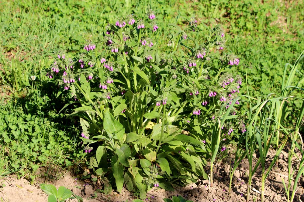 fast growing Symphytum officinale in a garden