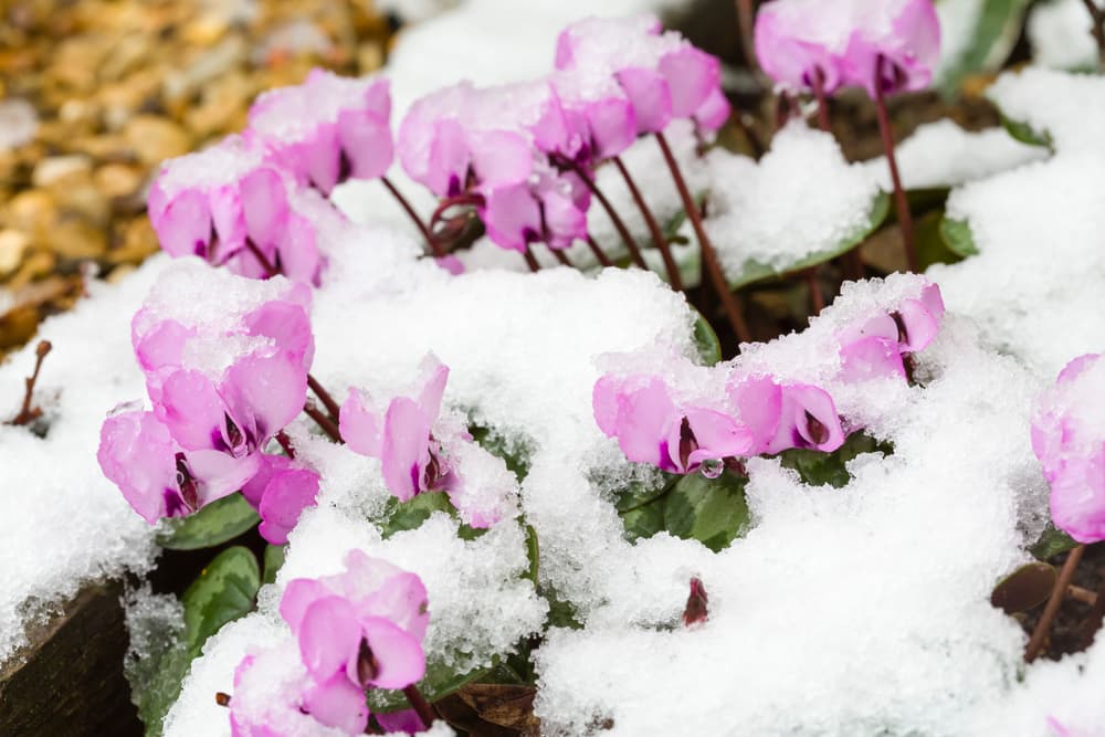 pink flowering Cyclamen coum covered in snow