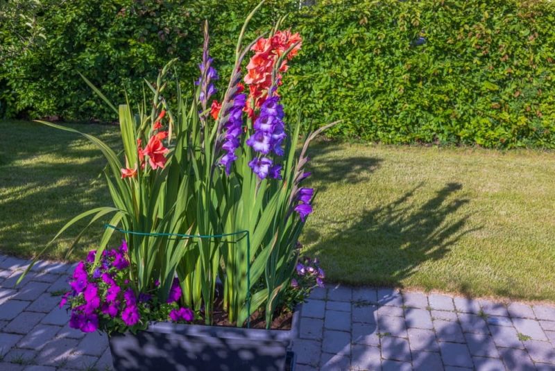 Growing Gladiolus In Pots Horticulture Magazine