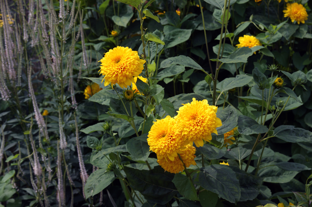 yellow flowering dahlia with dark green foliage growing outside
