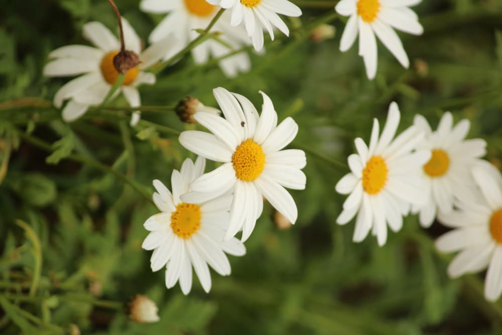 Shasta 'Banana Cream' variety with beautiful white and yellow flowers
