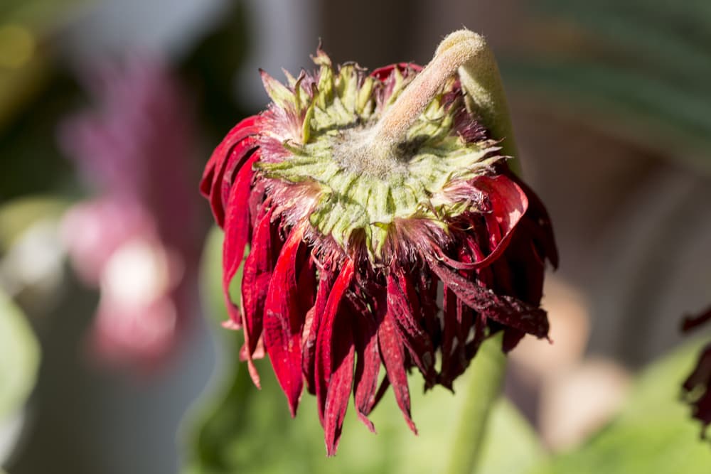 red wilted flowerhead of a gerbera
