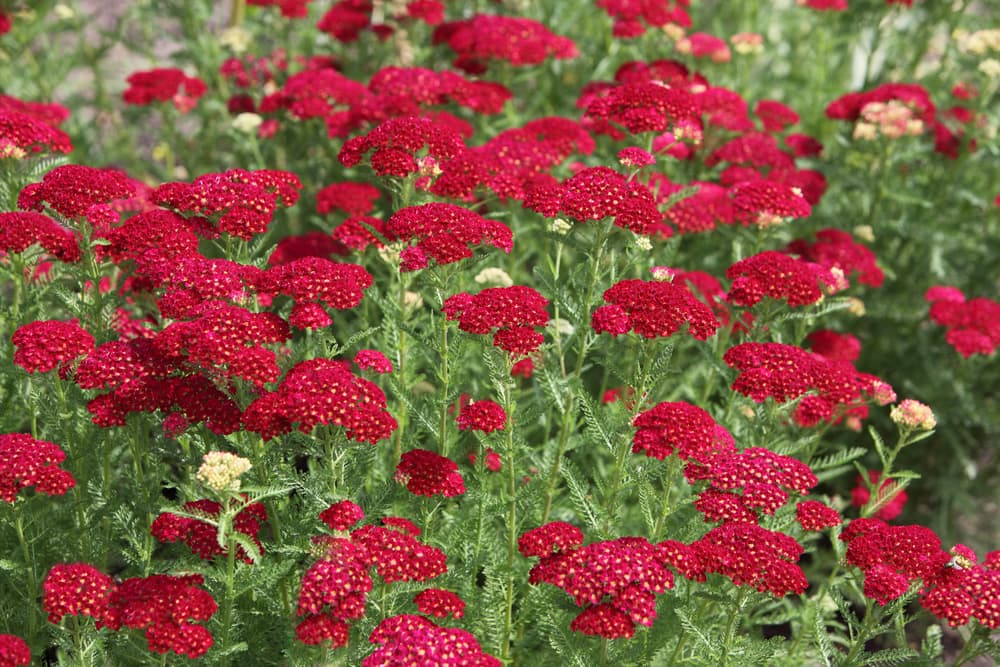 red flowering umbels of achillea 'Petra'