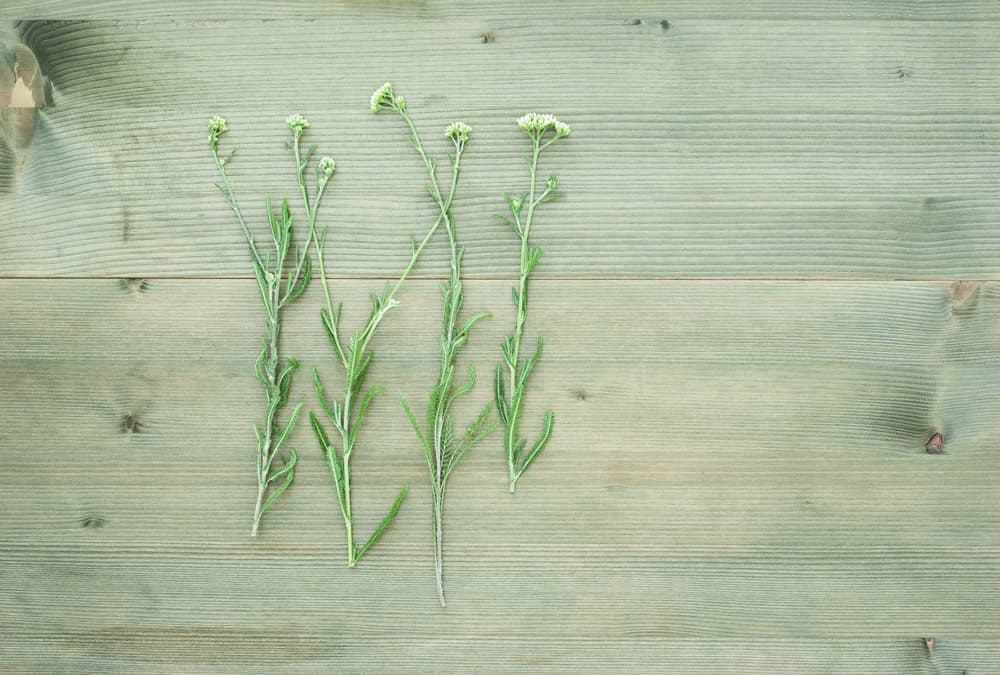 yarrow cuttings laid out on a wooden surface