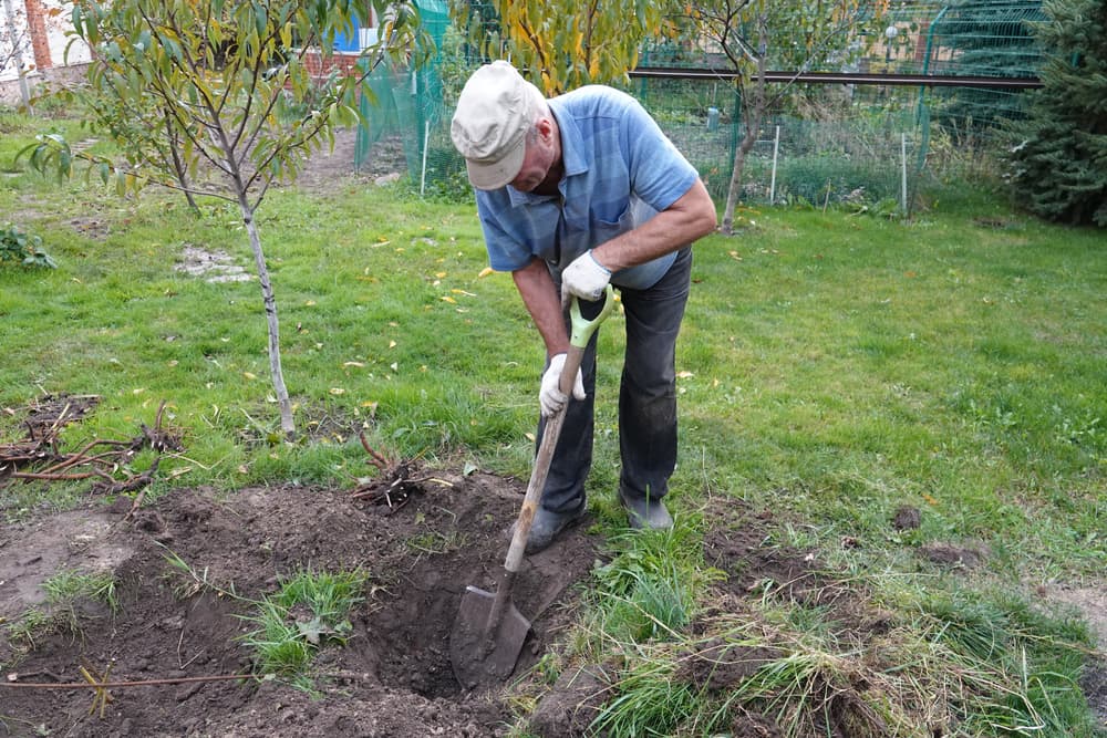 an elderly gentleman digging a planting hole with a spade