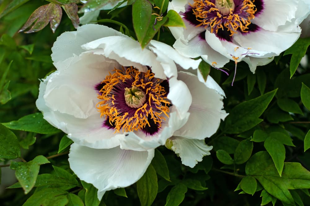 stunning white and purple flowers of Paeonia rockii