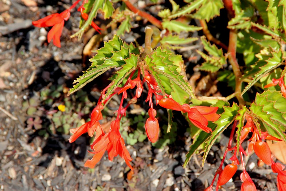 a leggy Begonia boliviensis plant with long stems and red flowers