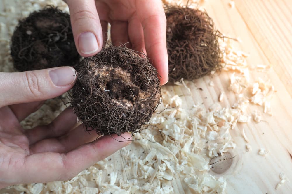 hands holding begonia tuber in front of a wooden surface