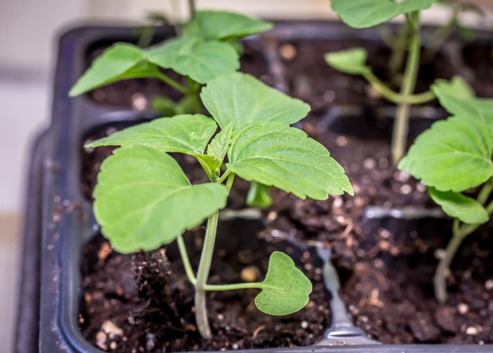seedlings of Michaelmas Daisy plants growing from a black plastic propagation tray
