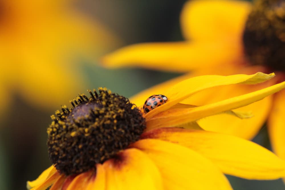 a ladybird eating aphids from the bright yellow leaves of a rudbeckia