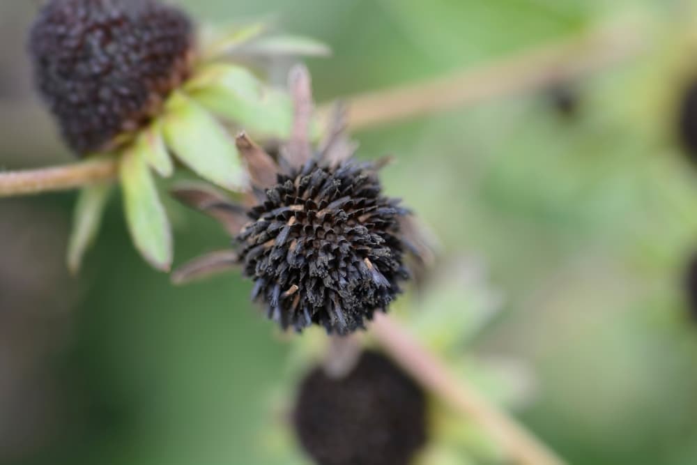 coneflower seed head with visible black seeds