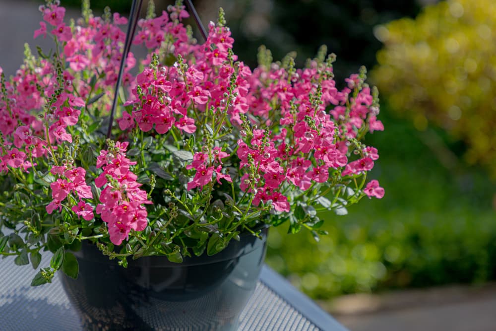 D. rigescens flowering in a hanging basket