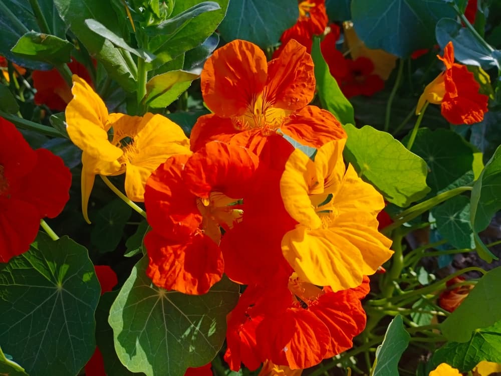 garden nasturtium with orange flowers in different shades
