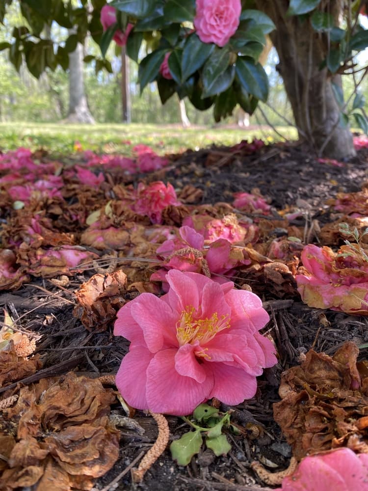 fallen pink flowers of azalea shown underneath a large shrub