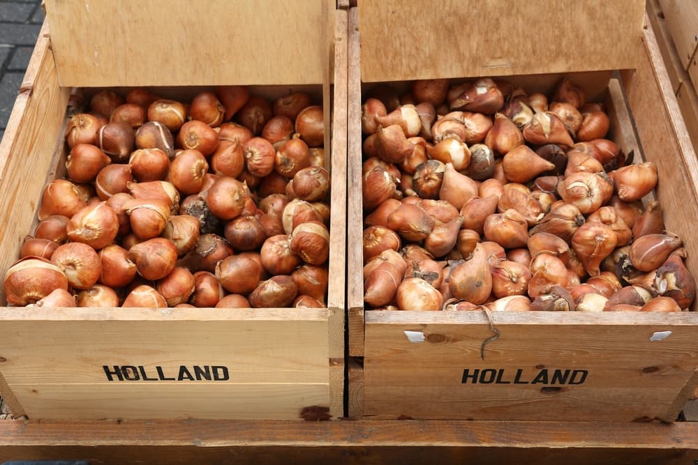 brown coloured tulipa bulbs in wooden crates labelled 'Holland'