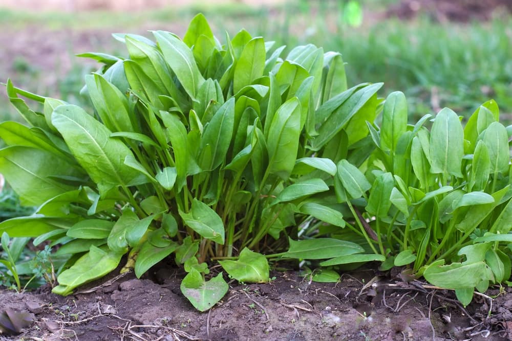 leafy greens of rumex acetosa growing from a patch of soil