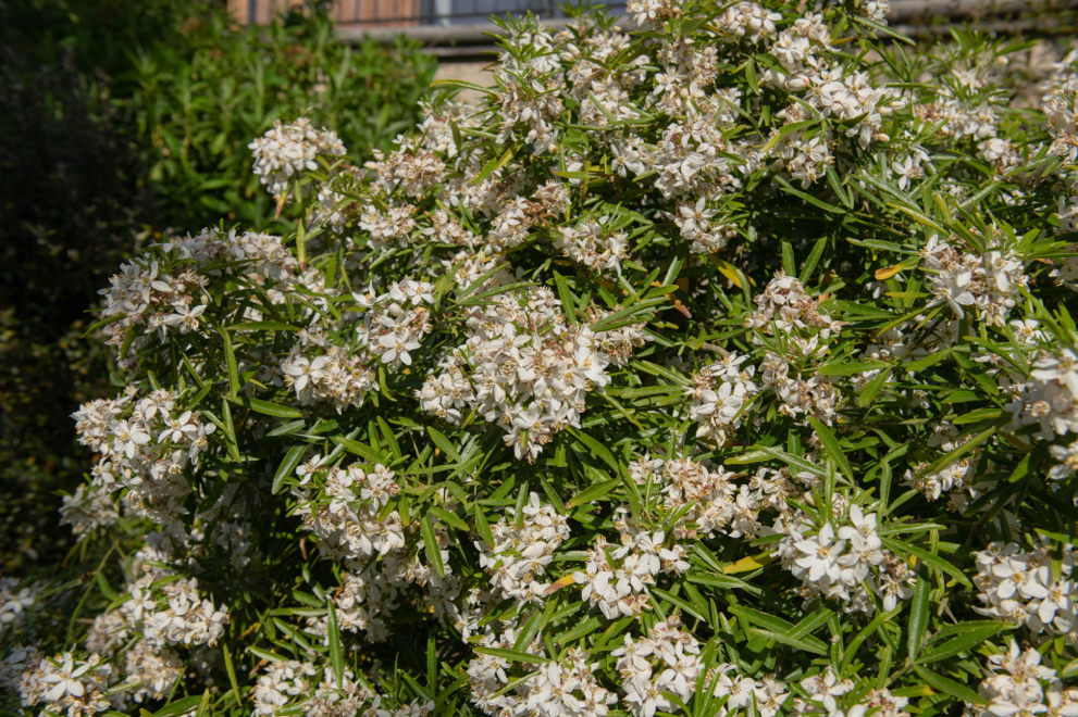 choisya shrub with white flowers and long thin leaves growing outside in front of a house