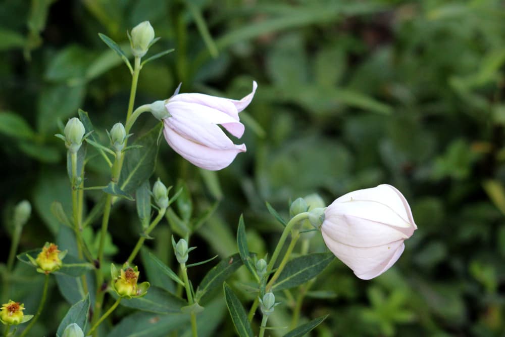 two pink buds of balloon flowers beginning to open out