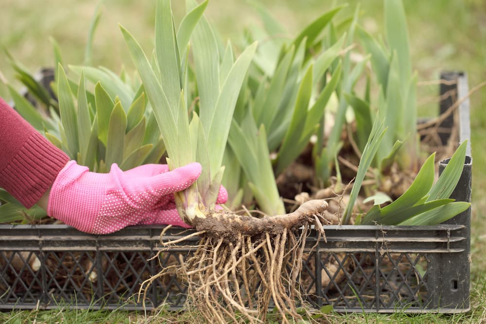 gardener with gloved hand holding an iris rhizome ready for planting