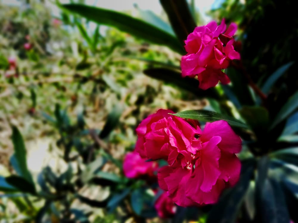 beautiful twist of pink variety of Oleander plant growing outdoors