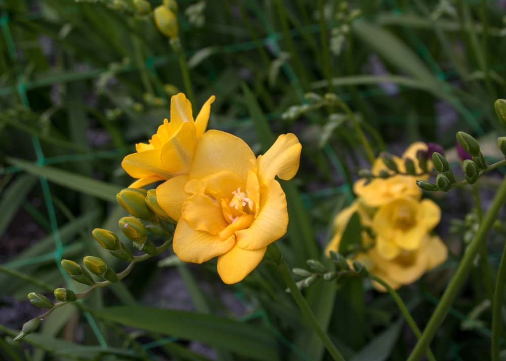 bright yellow flowering freesia with many buds ready to bloom