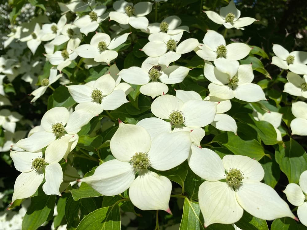 open, white, four-petalled flowers of Cornus kousa 'Wietings Select'