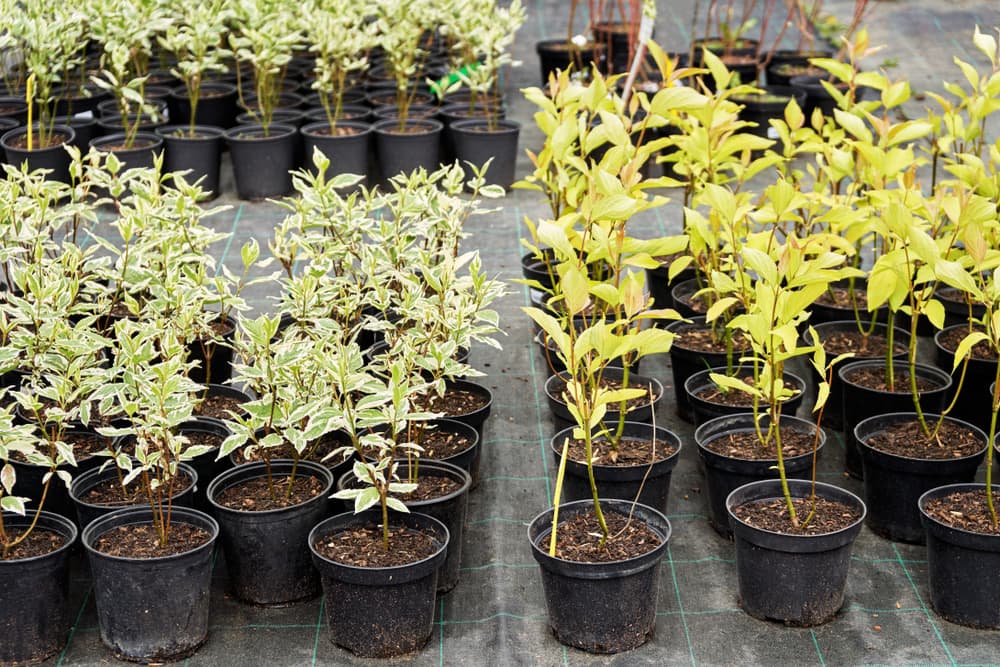 newly propagated cornus plants in small black pots sat on weed fabric