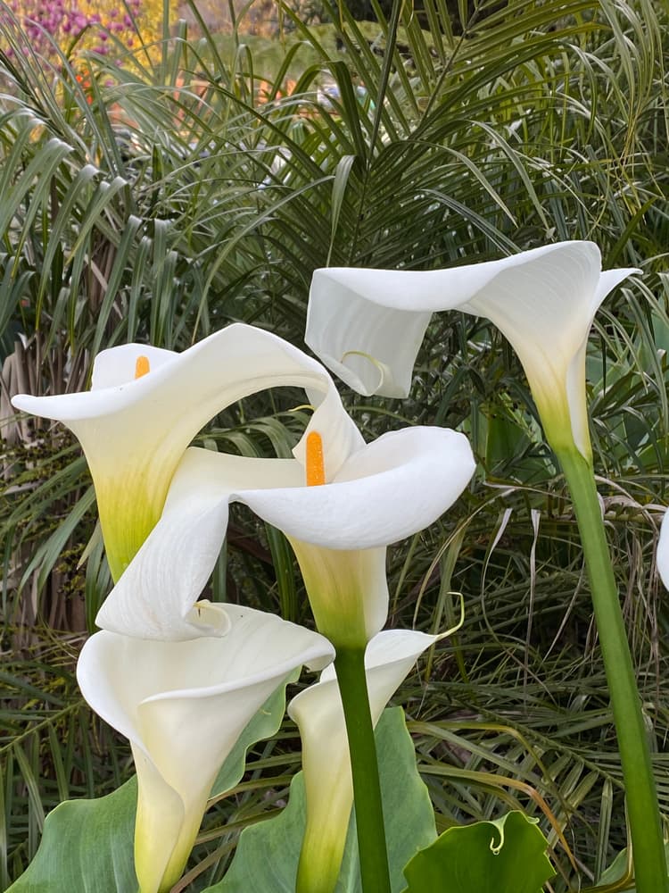 Z. ‘Crowborough’ with tall white flowering stems and bright orange stamen