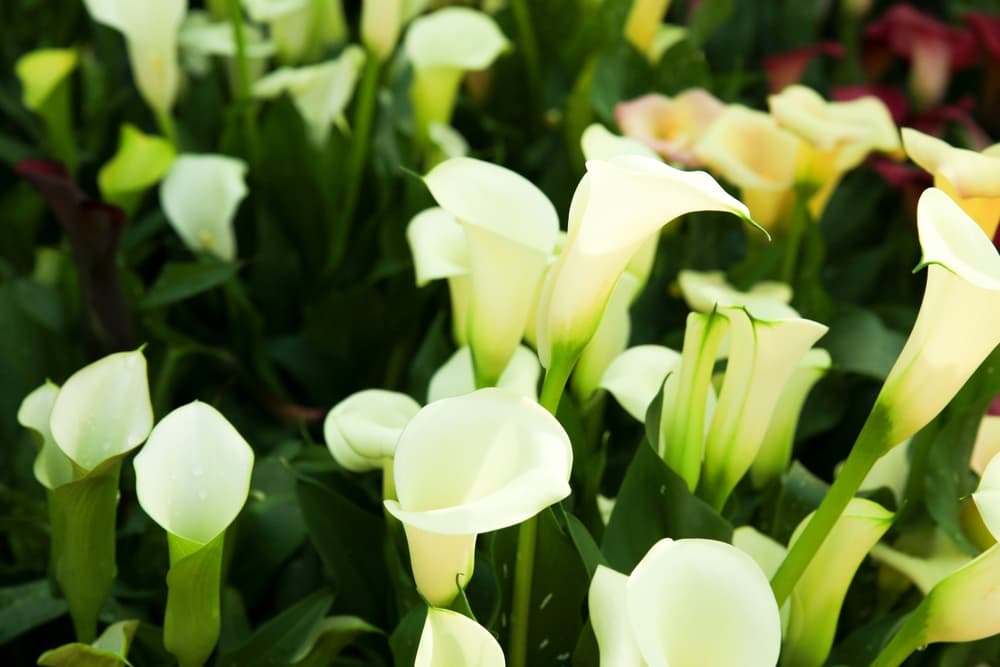 cream coloured flowers of Zantedeschia aethiopica