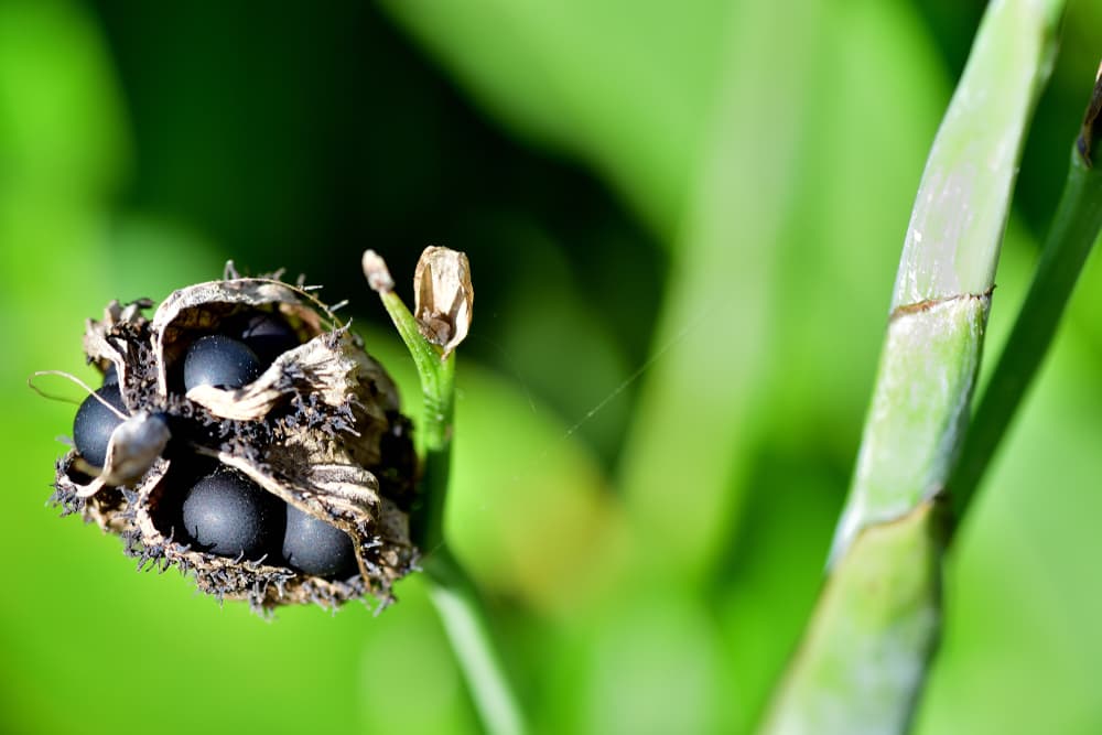 a canna seed pod with black seeds visibly protruding