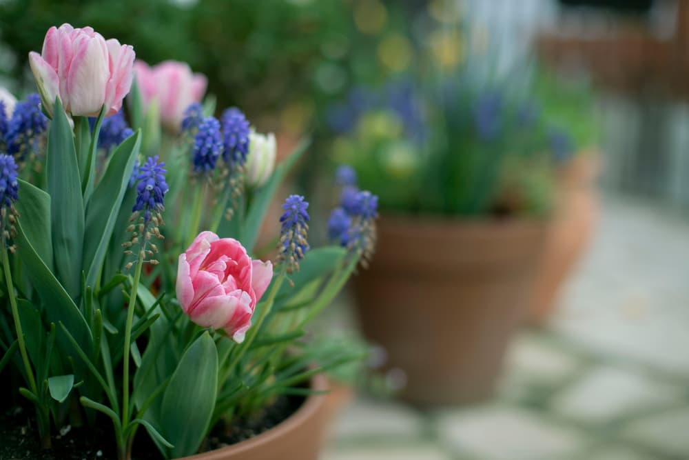 pink flowering tulips growing with blue muscari in large terracotta plant pots