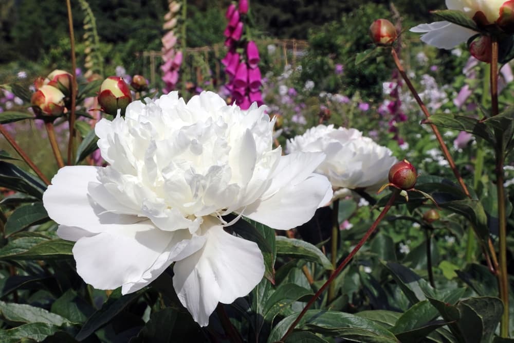 white wild peony with new buds either side and purple flowering foxgloves in the background