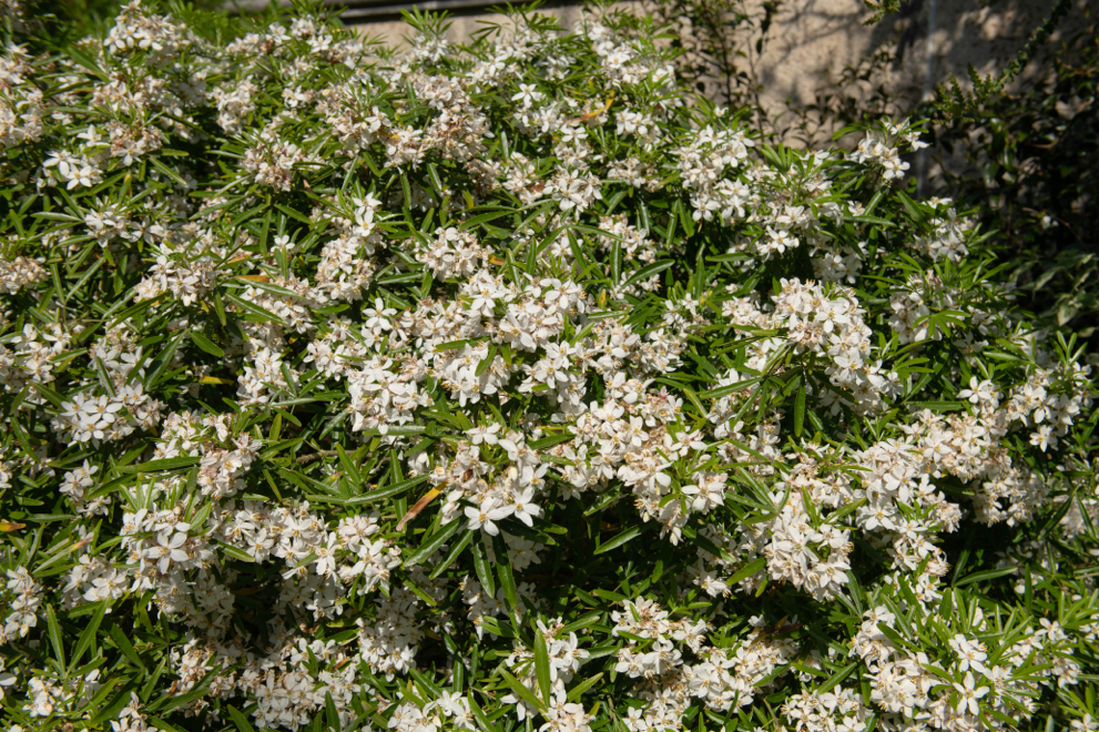 White flowering 'Apple Blossom' variety of Mexican orange blossom with long thin green leaves