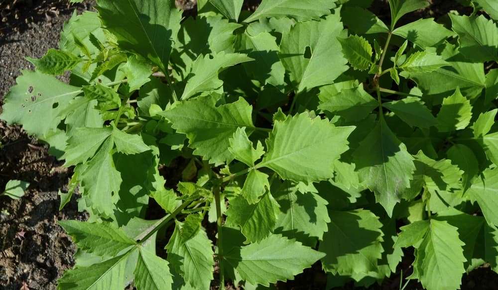 messy foliage of dahlia plant that is growing well during spring