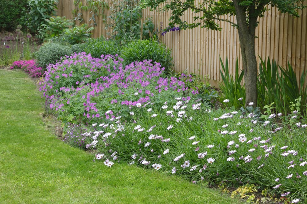 white flowers of Osteospermum in a wide garden border with a timber fence in the background