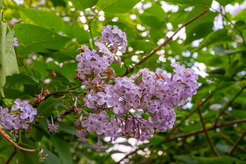 lilac shrub with faded pink flowers growing outside