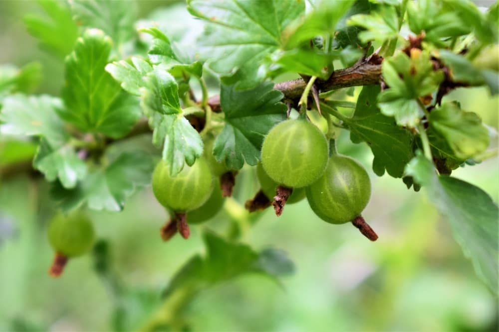 Ribes Pax with unripened fruit hanging from the branch of a bush