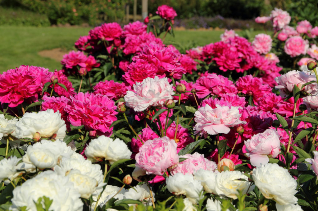 pink and white peonies growing in a cluster outside in a garden