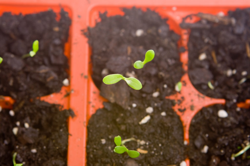 gerbera seedlings growing in a seed tray potted up with soil