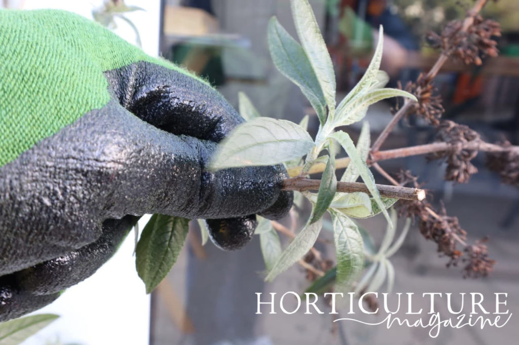 gloved hands holding a buddleia cutting