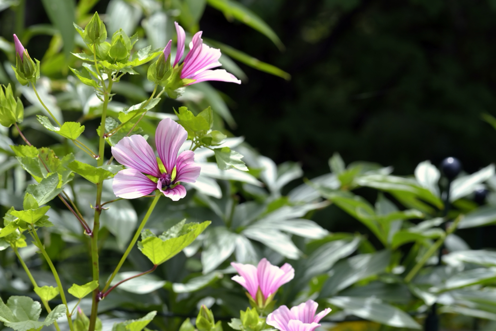 lavatera plant with a few pink flowering blooms growing outside in front of a leafy green plant