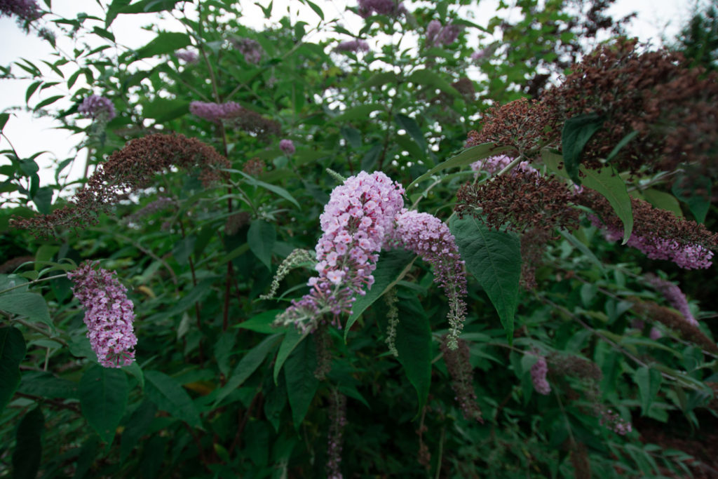 overgrown buddleja shrub with some pink blooms and some brown and dying flowers growing outside