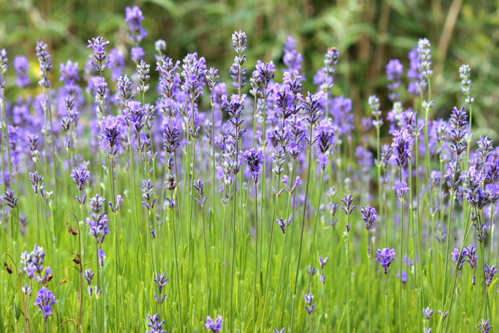 English lavender with tall stems and purple flowers growing in a field outdoors
