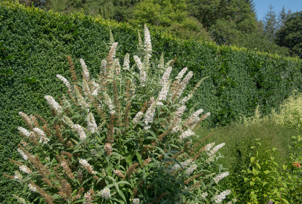 buddleja shrub with some white flowers and some that have withered and turned brown growing outside in front of a hedge